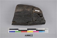 藏品(橡樹類)的圖片